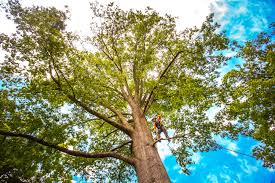 Professional Tree Care Services in Ilion, NY